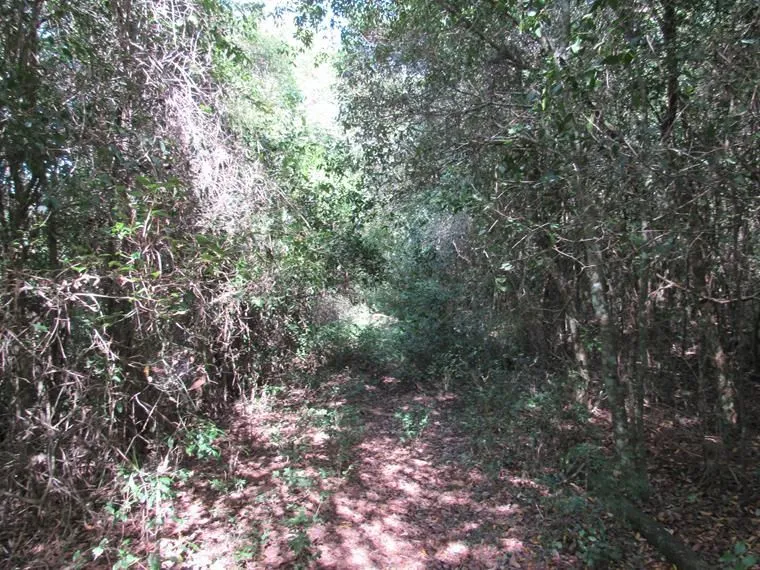 Imagem Área 53851,44 m² no Beco da Paixão Bairro Lomba do Pinheiro