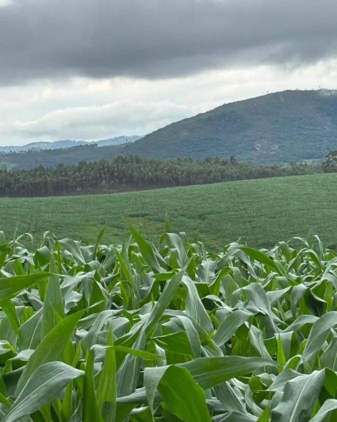 Imagem FAZENDA À VENDA - ENTRE RIOS DE MINAS 500 hectares de terra