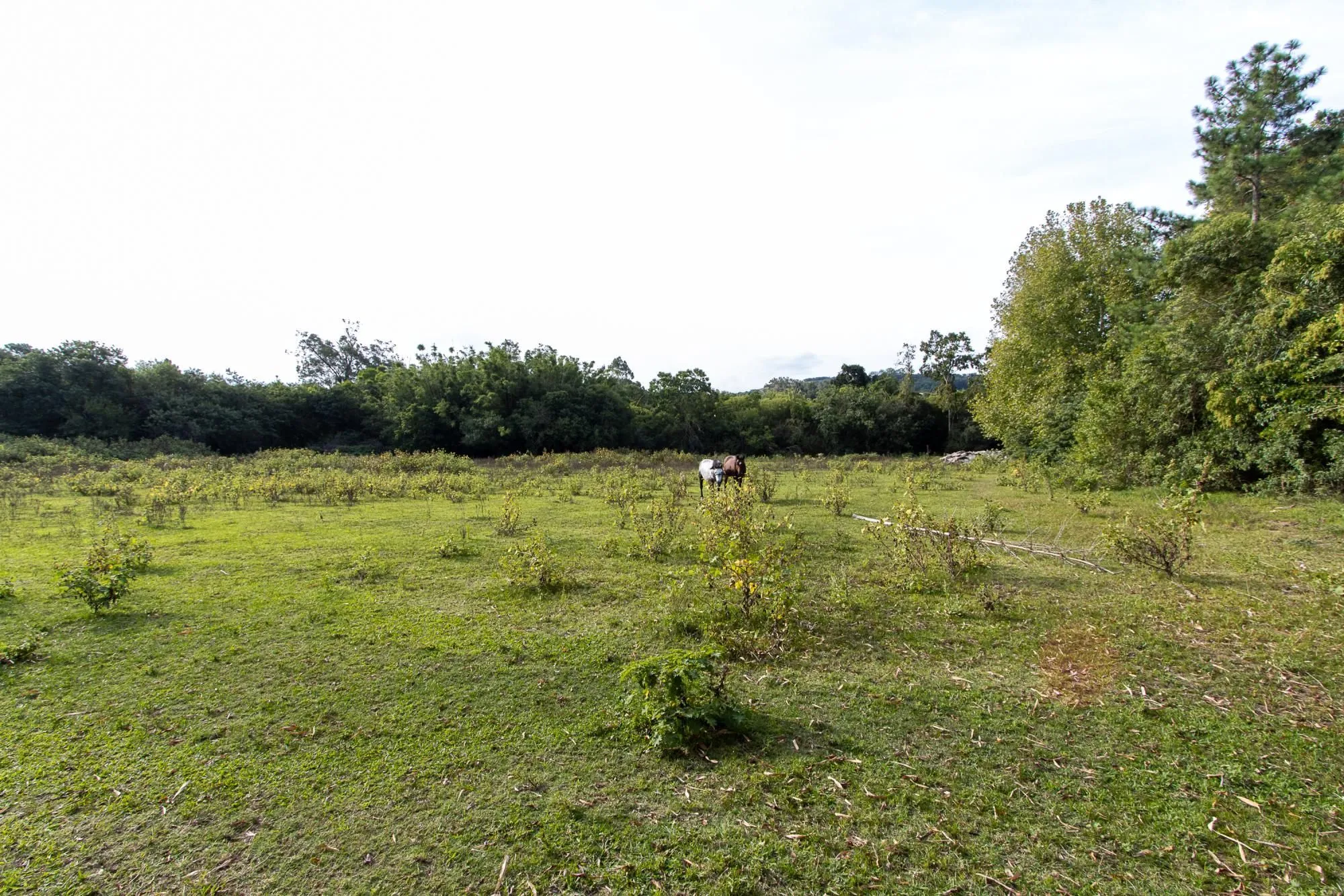 Imagem Área medindo 33.426m²!