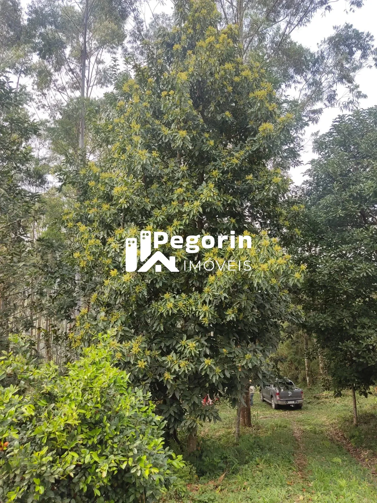 Imagem CHÁCARA EM CAMPO MAGRO 51.000M²