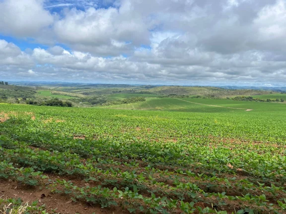 Imagem Incrível Fazenda Oliveira MG 280 hectares!