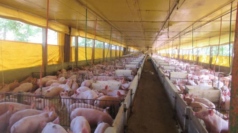 Imagem Área Agrícola para Venda em Lindóia do Sul, Interior