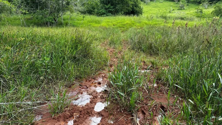 Imagem Terreno de aproximadamente 47 hectares no Periquito MG