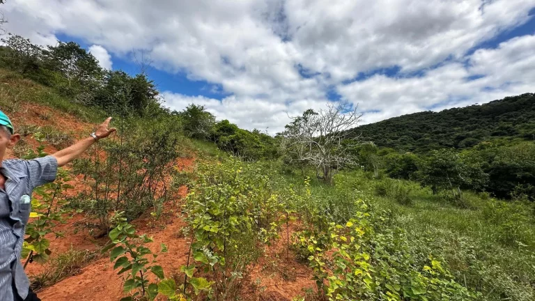 Imagem Terreno de aproximadamente 47 hectares no Periquito MG