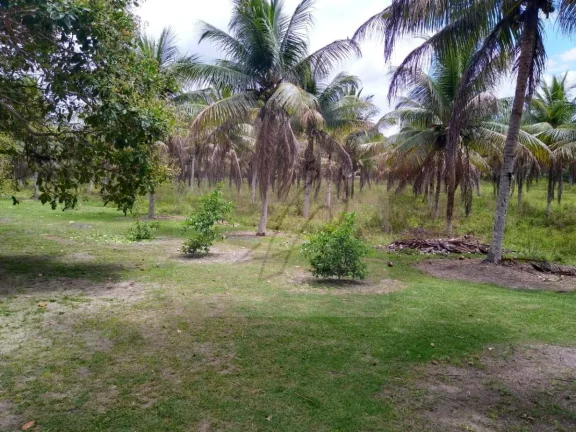 Imagem Vendo Fazenda produtiva 250mil m2, Conde / BA
