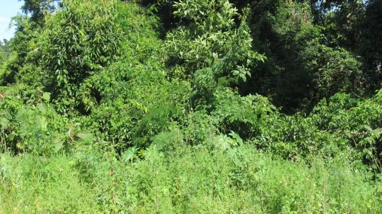 Imagem Terreno para Venda em Concórdia, Jardim