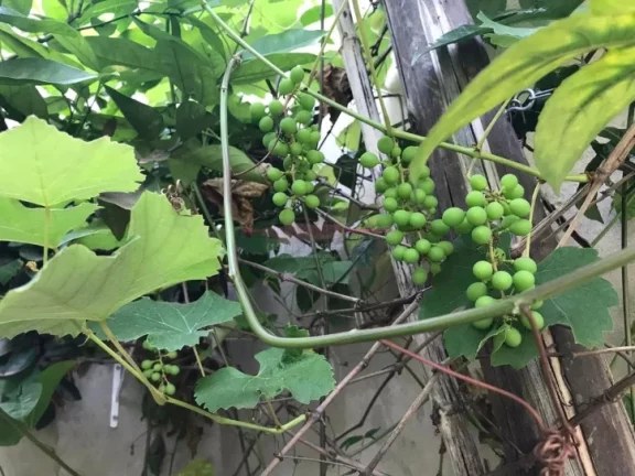 Imagem Casa Muito Bem Localizada, Bairro Novo Porém Ja Está Populoso