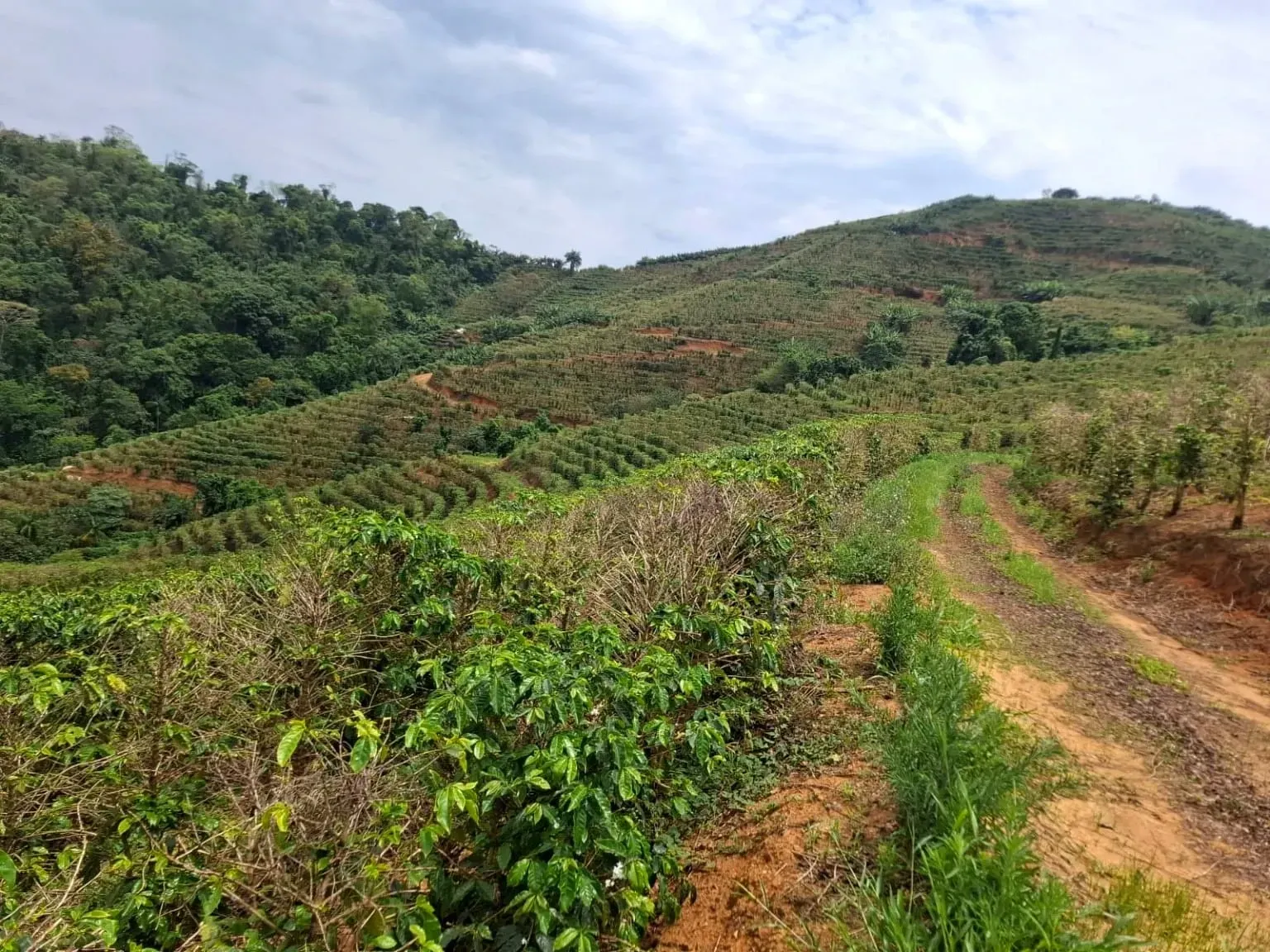 Imagem Sítio à Venda, 13 alqueireSP em Zona Rural - Caconde