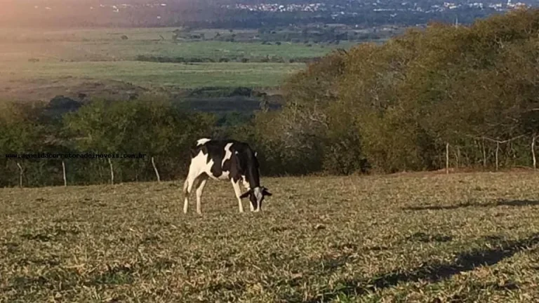 Imagem Granja para Venda em São Gonçalo do Amarante, Jardins, 3 dormitórios, 2 suítes, 4 banheiros, 6 vagas