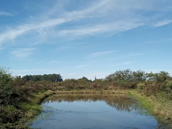 Imagem Linda área com 2 Ha., Casa, Galpão, Lavouras e Açudes, Águas Claras, Viamão