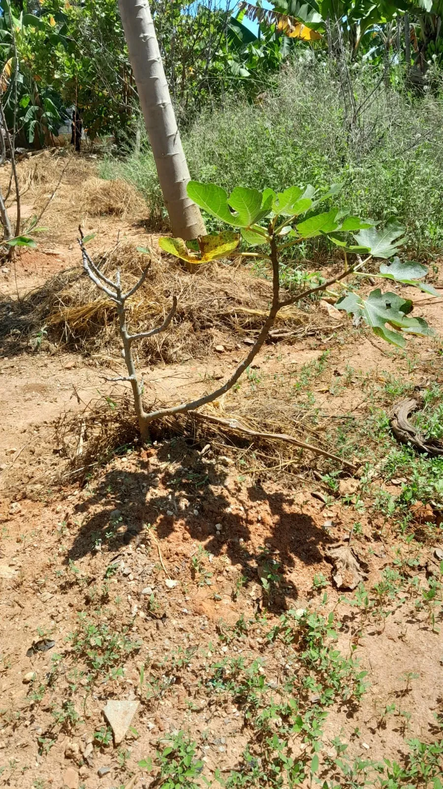 Imagem Lindo terreno de 950m² no Iporanga.