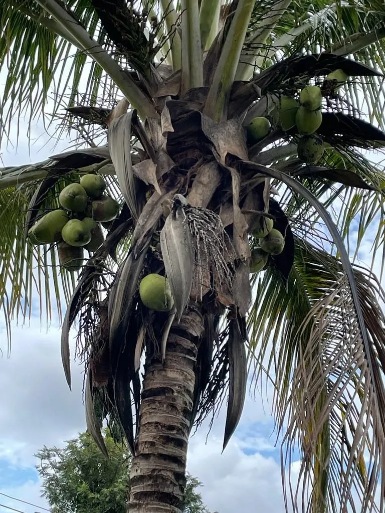 Imagem Realize Seu Sonho de Viver no Condomínio Parque Village Castelo