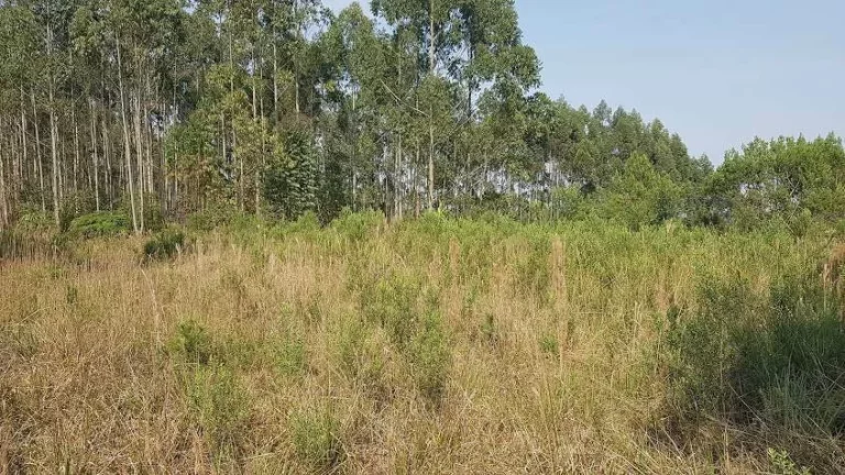 Imagem Área Rural para formar Chácara