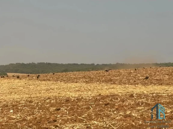 Sítio com área verde e pomar, 14 alqueires, arrendado que planta soja, em Vianópolis Goiânia - GO