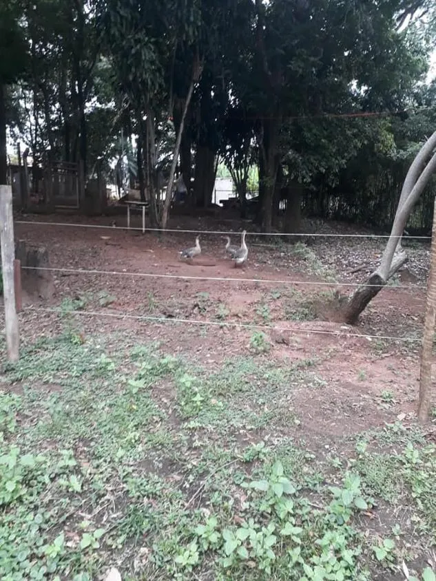 Imagem Venda de Sítio em Igarapé/MG / com 8.000 m²