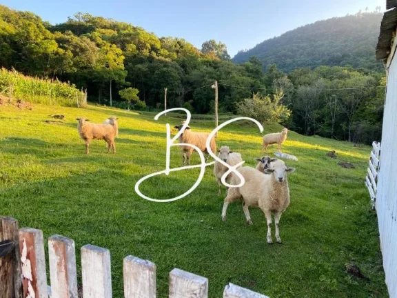 Imagem SITIO RURAL em CANELA - RS, Linha São Paulo