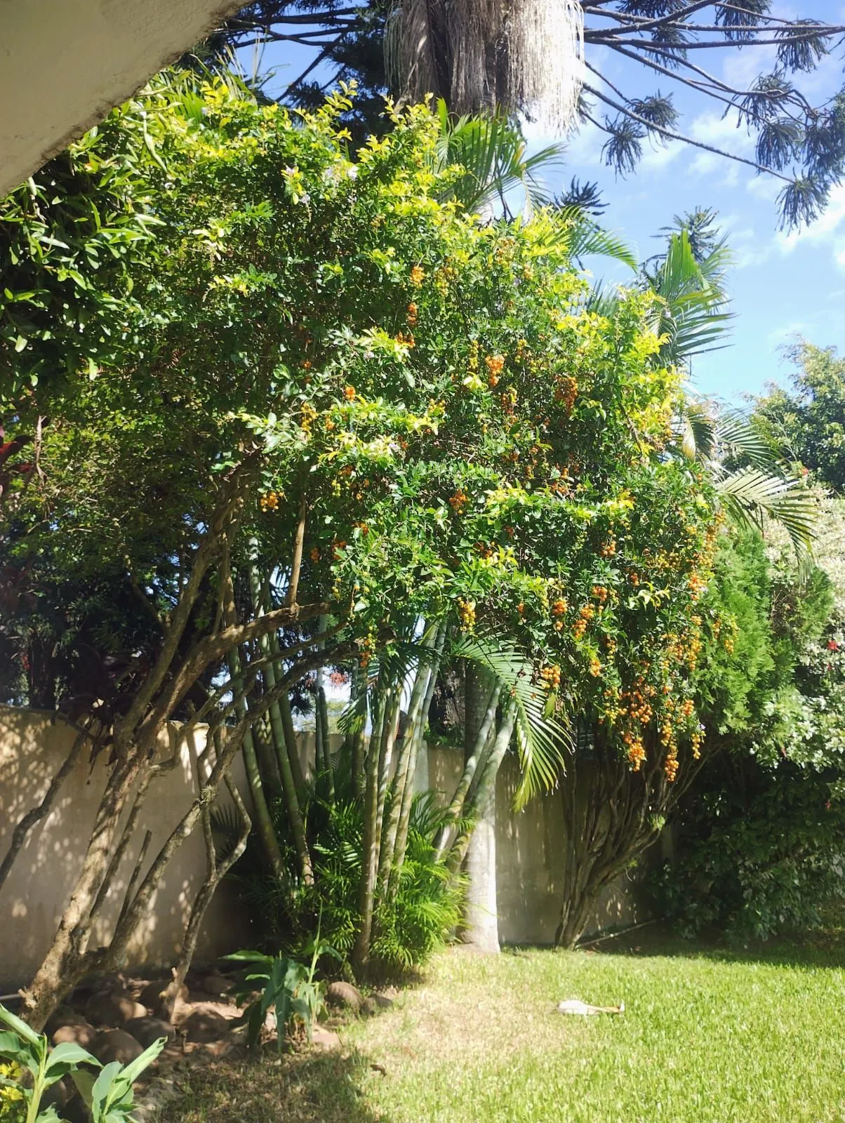 Imagem Casa 3 quantos com suíte, espaço gourmet, na Tristeza.