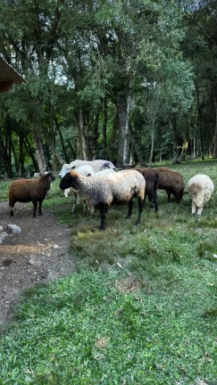 Foto do imóvel Chácara para venda em Caxias do Sul