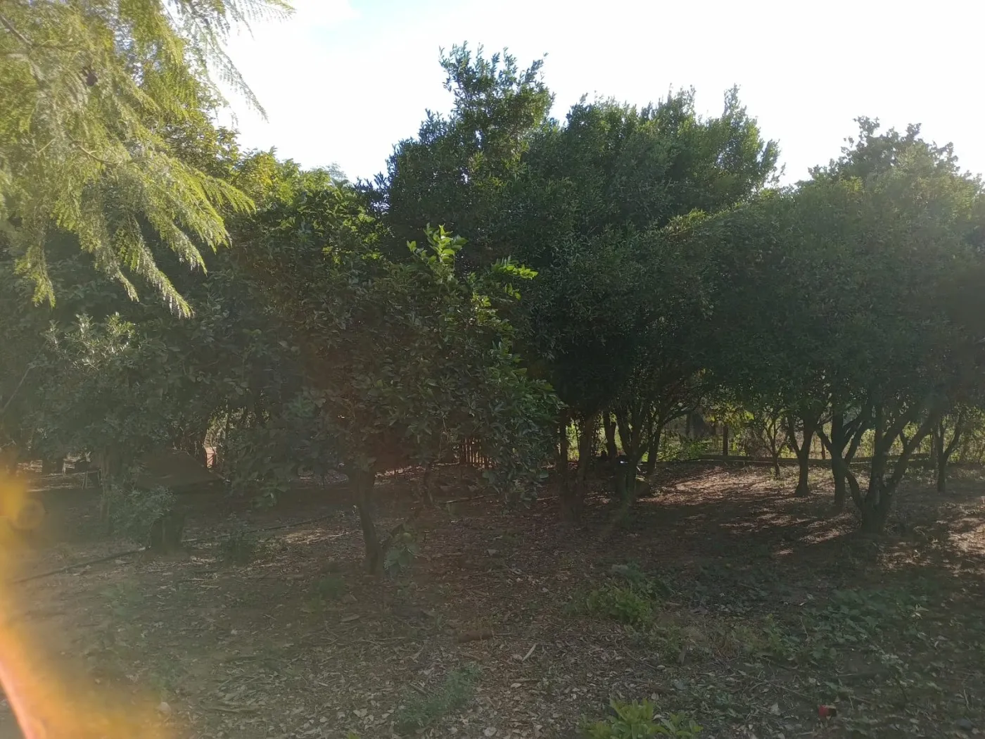 Imagem Sítio para Venda em Pelotas, Monte Bonito, 2 dormitórios, 1 banheiro, 1 vaga