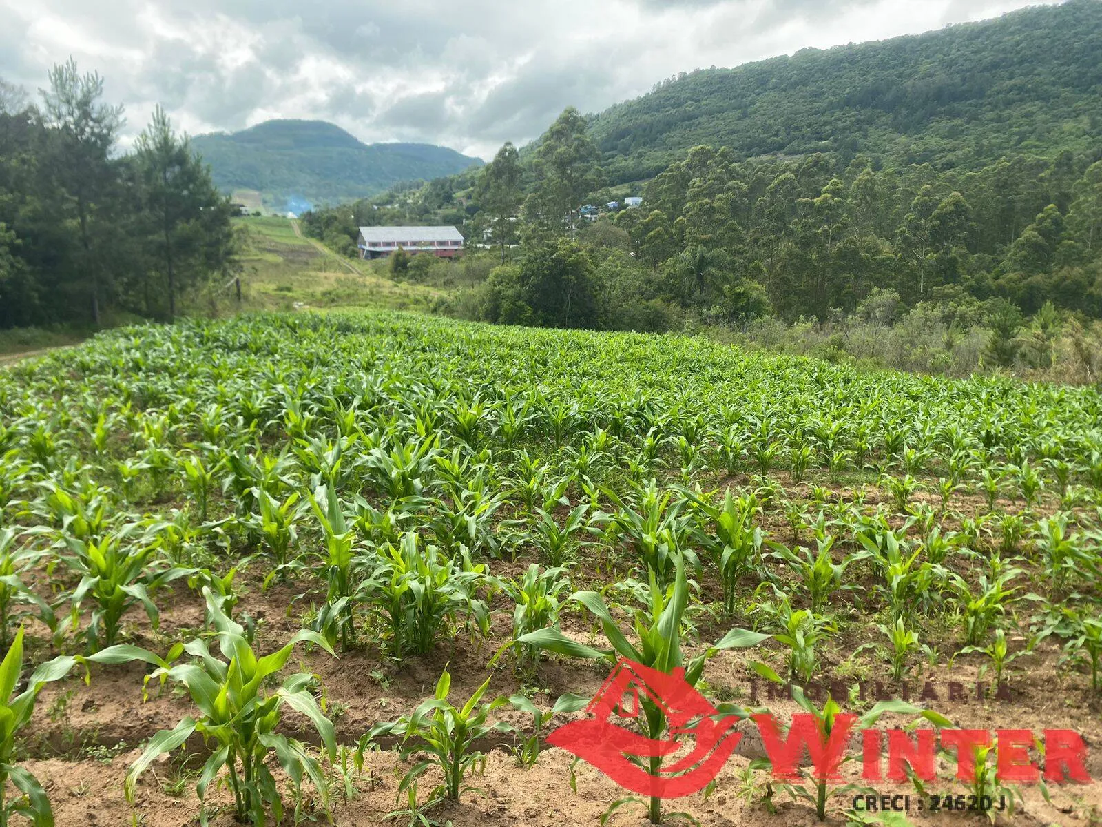 Imagem Área de terras com 6,3 hectares em São Roque, Feliz.