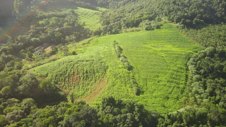 Imagem Área Agrícola para Venda em Lindóia do Sul, Rural