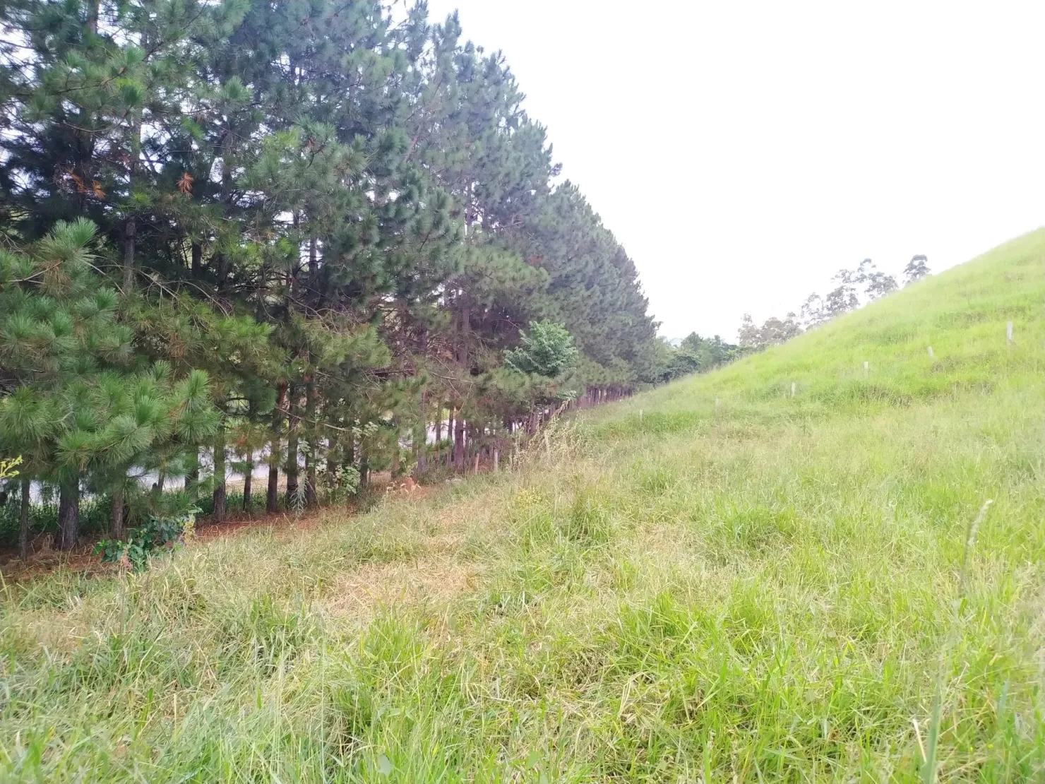 Imagem Chácara à venda 30000M², Zona Rural, Silveiras - SP