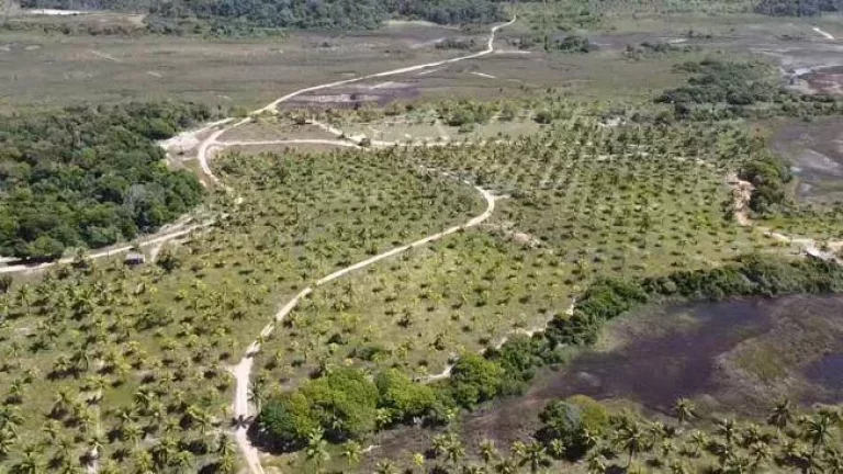 Imagem Glebas Ponta da Folha