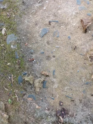Imagem Chácara em Embu Guaçu