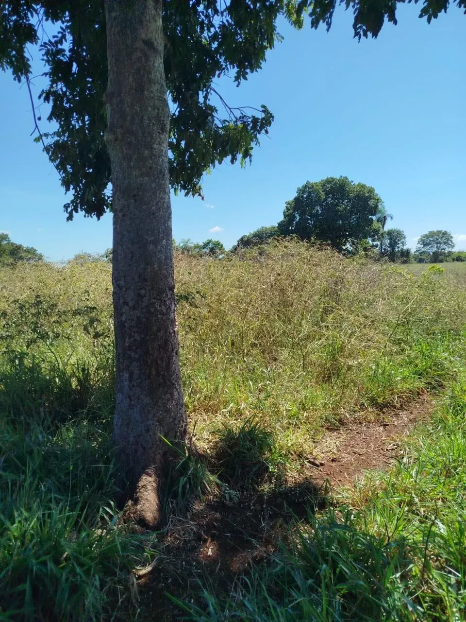 Imagem Fazenda à Venda, 28 Alq. GO em Área Rural de Itumbiara - Itumbiara