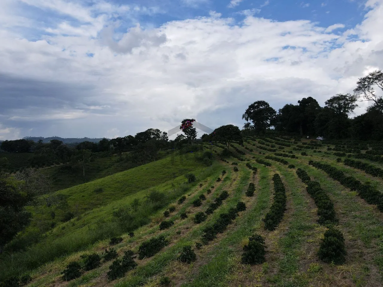 Imagem Fazenda 48 m² à venda em Roseira, Bandeira do Sul