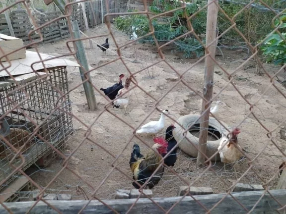 Imagem Chácara em Piedade