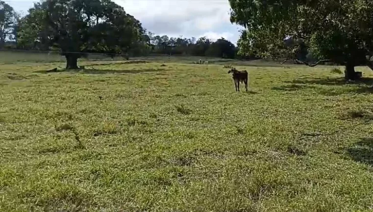 Imagem Sitio com água abundante - OPORTUNIDADE no Interior de São Paulo