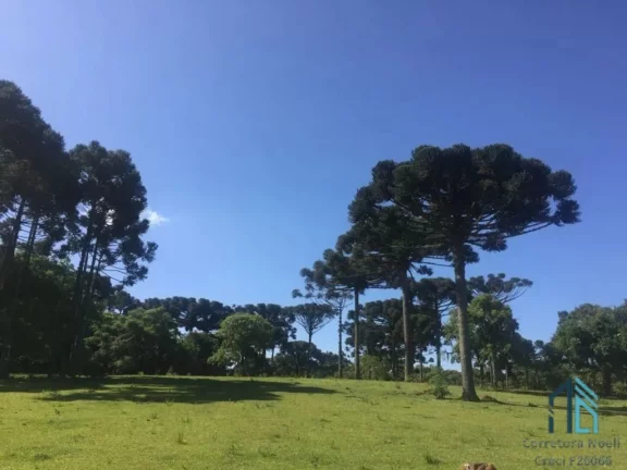 Imagem Sítio ótima localização, documentada, 15 alqueires com casas, Tijucas do Sul - PR