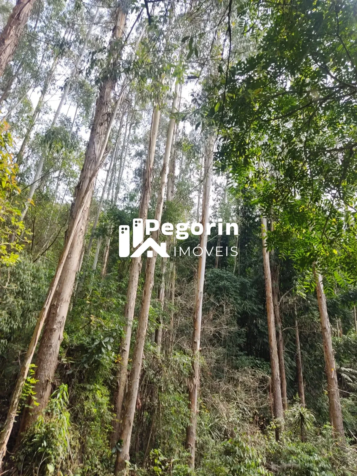 Imagem CHÁCARA EM CAMPO MAGRO 51.000M²