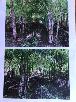 Imagem FAZENDA DE CACAU - PARAÍSO PRODUTIVO EM ITACARÉ