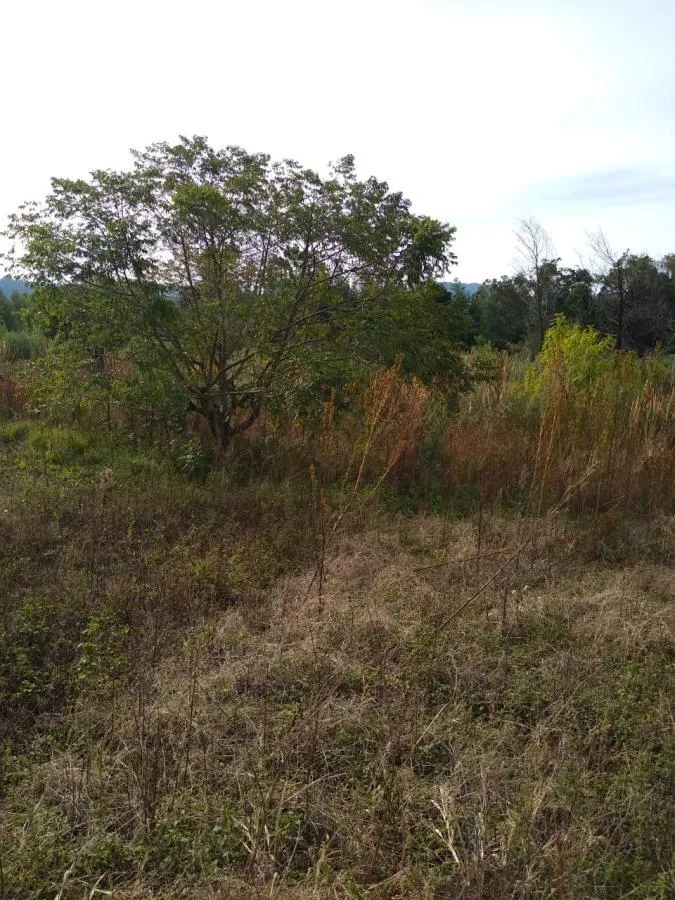 Imagem Chácara para Venda em Gramado / RS no bairro Várzea Grande Linha Carara