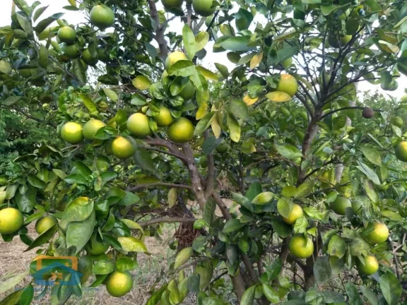 Imagem Chácara de 5.000m² em Bom Jesus do Galho