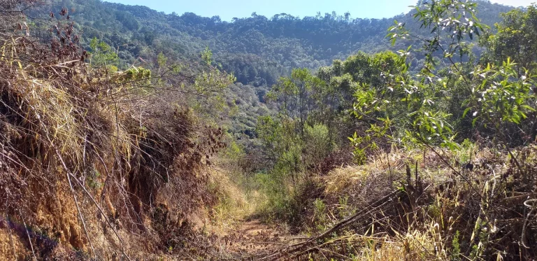 Imagem Chácara - Sítio Maria Madalena com 2,02 Alqueires - 49.000m² - Itambezinho!