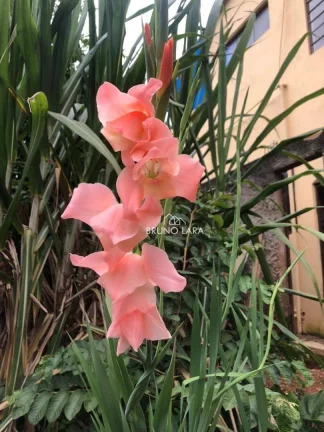 Imagem Sítio à venda em Igarapé bairro Fernão Dias