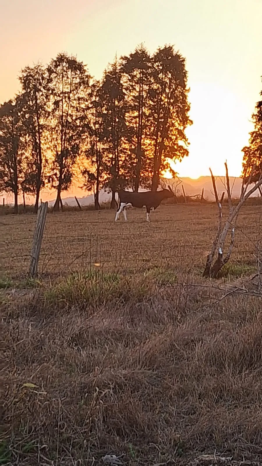 Imagem Chácara Dona Terra em Porangaba/SP ? Imóvel com Área Gourmet, Piscina e Pasto