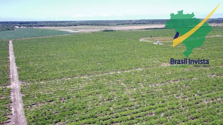 Imagem FAZENDA COM EXCELENTE PRODUÇÃO PRÓXIMA A PORTO SEGURO