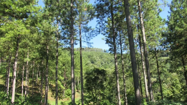 Imagem Área Agrícola para Venda em Jaborá, Rural