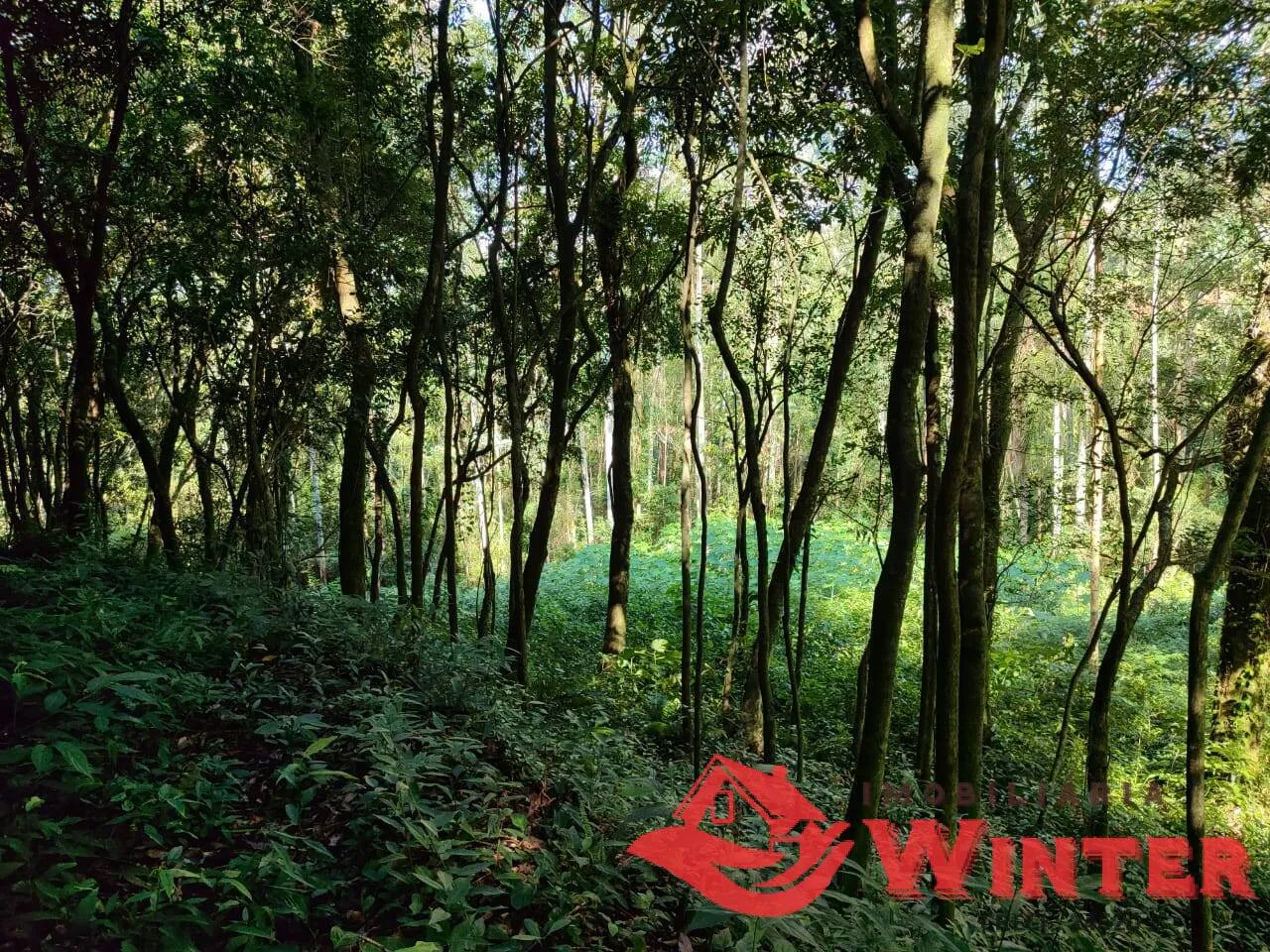 Imagem Áea de terras com 2,8 hectares em Bom Princípio.