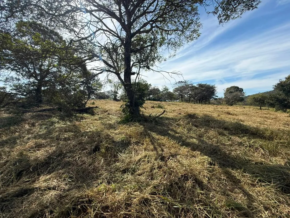 Imagem FAZENDA À VENDA EM CARMÓPOLIS DE MINAS /Área total: 315 hectares