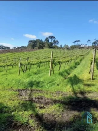 Imagem - Fazenda, Vinícola, Sítio, A VENDA, próximo ao centro de São Joaquim SC