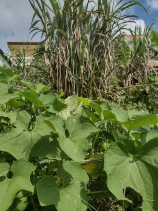 Imagem Terreno à venda, 1000 m² por R$ 800.000,00 - Jardim Zaira - Mauá/SP