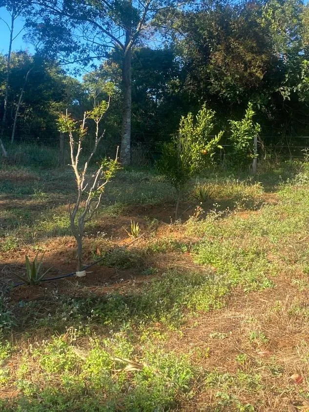 Imagem Linda fazendinha à venda em Capitólio/MG 31 hectares de terra