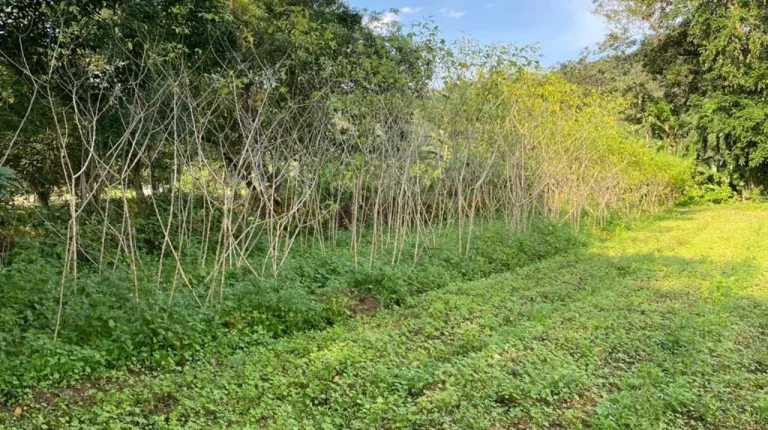 Imagem Chácara para Venda em Antonina, Cachoeira, 3 dormitórios, 1 banheiro