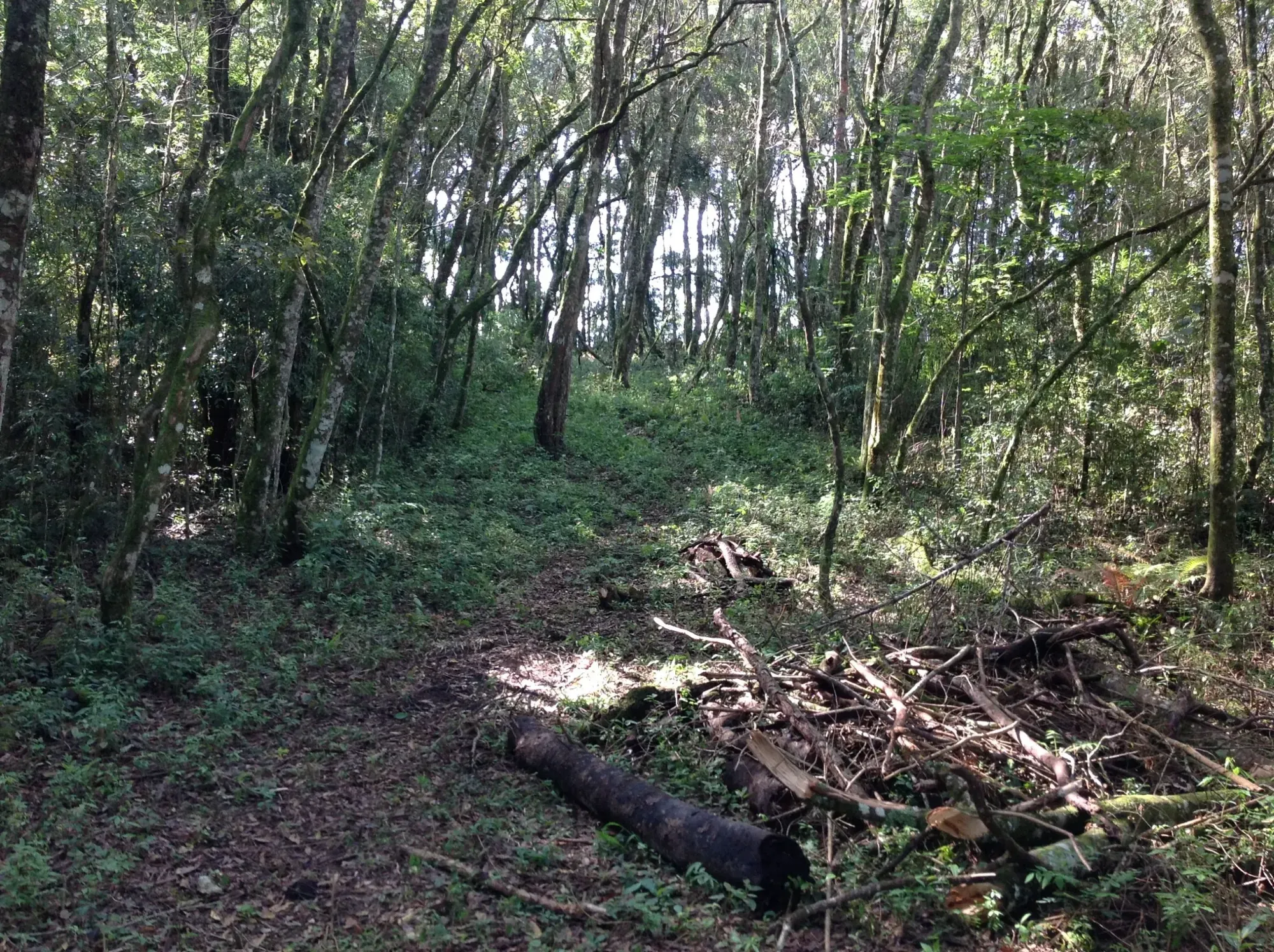 Imagem Terreno em Condomínio à Venda, 3.437 m² em Vila David Antônio - Campo Largo