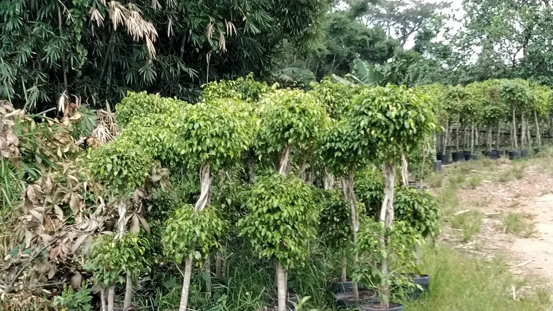 Imagem Sítio à venda com , 26.000m² em Tijuquinhas (Guaporanga) Biguaçu